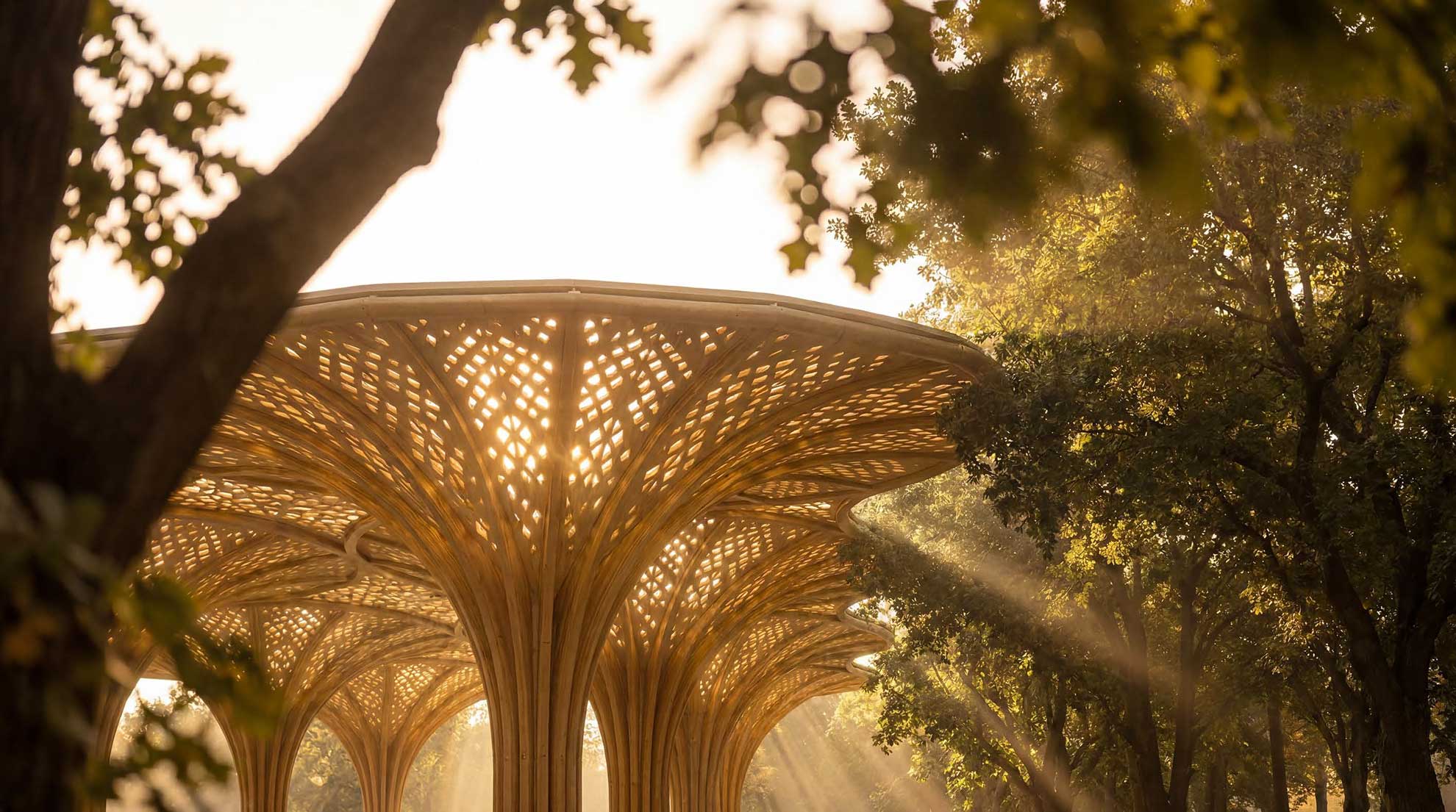 The Canopies